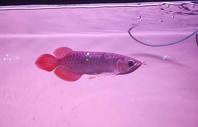 Arowana Super Red 8-9inchi