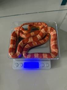 Amel Cornsnake (Male - Aug 2024)