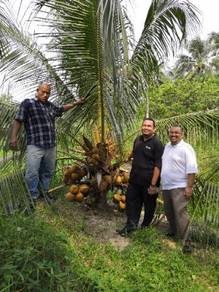 Benih kelapa mawarking/sgg tulen
