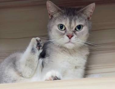 bsh female