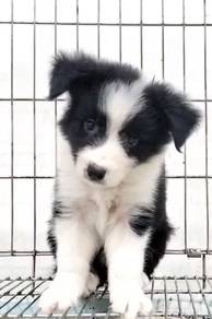 Border collie mka and microchip