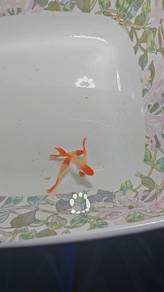 ikan guppy 