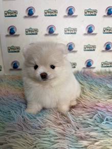 Pomeranian puppy