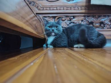 Standard Munchkin(kucing induk) 