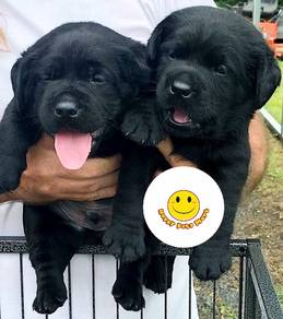 GSSS-1002 Labrador black haired puppies