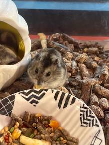 winter white sapphire Hamster for Sale