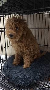 poodle 