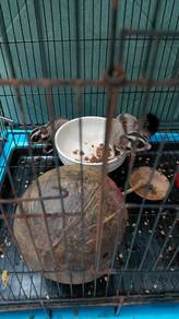 Sugar glider Induk