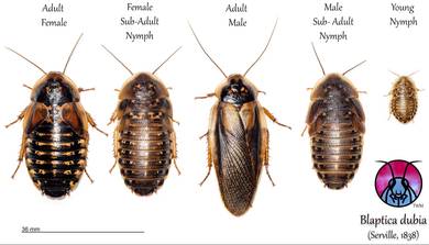 DUBIA ROACHES / LIPAS DUBIA (All sizes available)