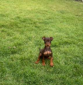 Mini Pinscher puppy