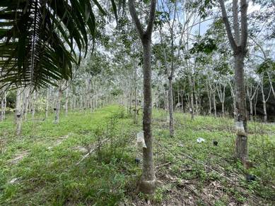 Agricultural Land in Marang, TRG