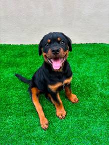 Purebred Rottweiler Male Puppy for Sale
