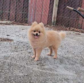 Pomeranian puppy