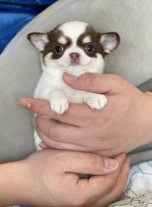 Chihuahua