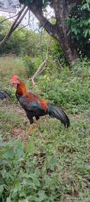 Ayam
