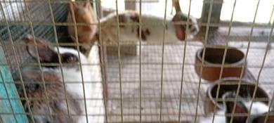 Rabbit for sale