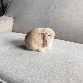 Holland lop bunny ear lop rabbit arnab