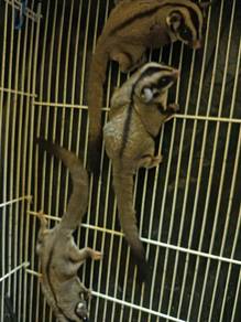 sugar glider 
