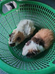 guinea pig sepasang