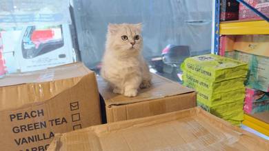 Scottish Fold Munchkin Silver Shade