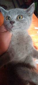 BSH kitten