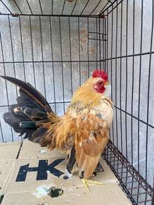 ayam serama