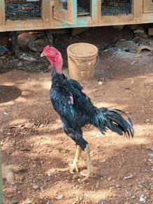 ayam ganoi 