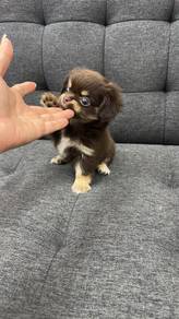 Pure Breed Long Fur Chihuahua (F) 纯种长毛吉娃娃 女生