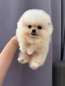 PPP777 Tiny Pomeranian cream white haired puppy