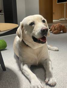 Labrador