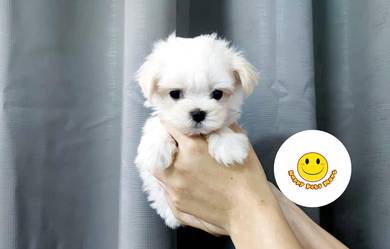 GsG63 #MKA Tiny Maltese little sweetheart puppy