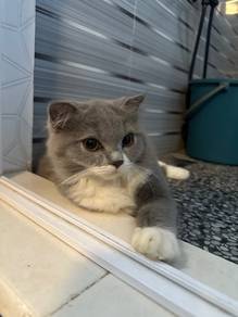 Scottish Fold