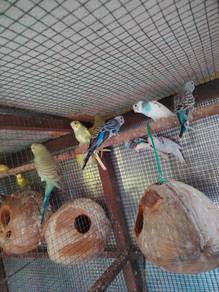 budgie lovebirds