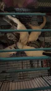 sugar glider