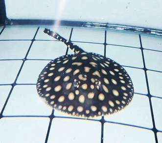 Big Spots Black Diamond Stingray Ikan Pari