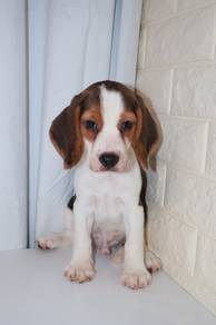 J0547 Beagle Cute Baby Face Big Ears Puppy