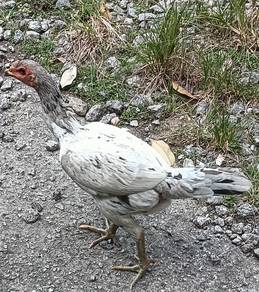 ayam rinting