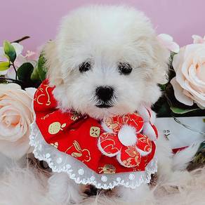 Bichon