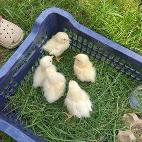 anak ayam light Sussex 