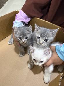Anak Kucing munchkin until Di lepaskan