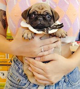 Pug