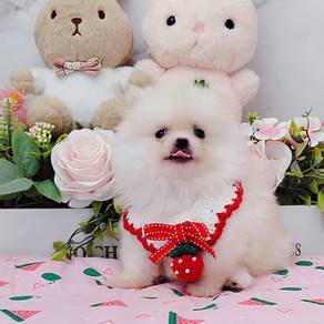 Pomeranian