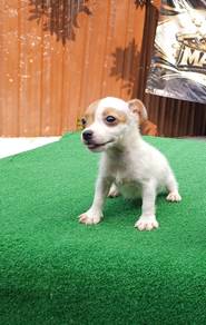 Jack Russel puppy