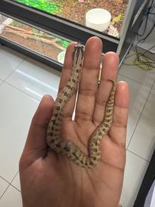 Hognose