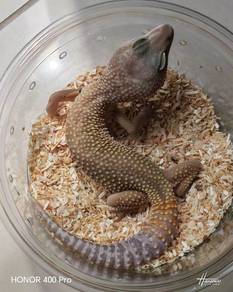 Leopard Gecko Promosi 
