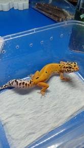 Leopard Gecko 