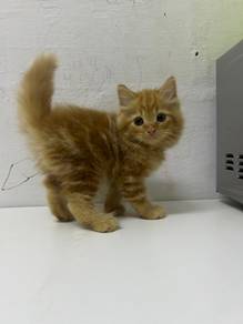Kucing DLH