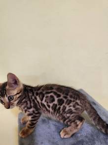 Pure Bengal 
