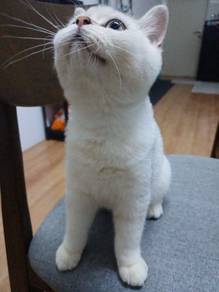 Silver Shaded British Shorthair