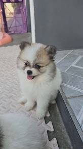 tiny pomeranian 